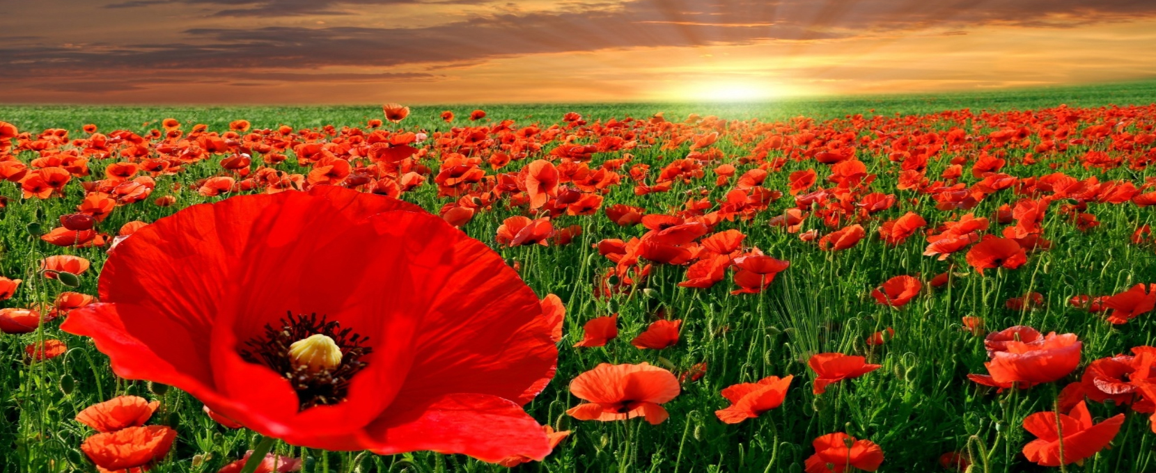 Poppy field